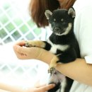 이누아이 이미지