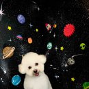 미코 그루밍 이미지