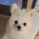 개편한 애견미용 이미지