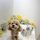 하리몽 이미지