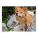 아지다펫 이미지