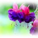 좋은세상 이미지