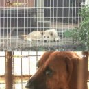 동물농장 이미지