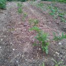 용화농장 이미지