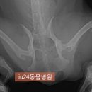 의정부24시IU동물병원 이미지