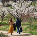 매화랜드 앞 이미지