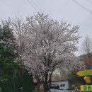 남이섬리조트4 이미지