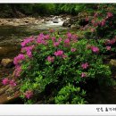 수다래 이미지