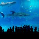 아쿠아리움 이미지