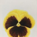 보테니컬 아트 이미지