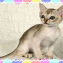 개냥이 세계 이미지