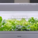 이영애농장 이미지