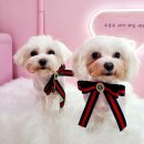 더펫살롱 이미지