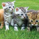 펫플러스라이프 이미지