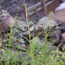 가는잎쑥 Artemisia subulata Nakai 종 이미지