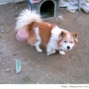 BALBARI(발바리) 이미지