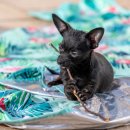 동천 동물병원 이미지