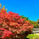 단천숯불갈비 | 2024 가을 단풍 절정 시기 완벽 정리 설악산부터 팁 주의사항