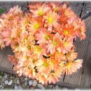 들꽃향기 이미지