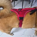 벨카 | 스위스 큘리 벨카 컴포트 대형견 전용 하네스 진돗개 실사용 후기