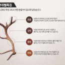 금산홍삼천하 | 어버이날 건강식품 선물 준비는 황제 고려녹용 홍삼정 스틱