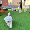 뿡뿡애견호텔 이미지