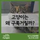 꾹꾹이 하는 고양이(kneading cats) 이미지
