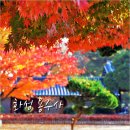 2018-03-0040 | 서울근교여행 경기도 화성 용주사 가을 /가을여행주간
