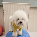 부산애견호텔댕스스쿨 - 사하구 장림시장5길 175 | 부산애견호텔댕스스쿨