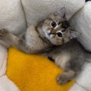 천안 강아지분양 고양이분양 파밀리에드마스코타 신불당본점 | 천안고양이입양 페르시안분양 받았어요