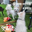 잇츠댕 | 대구 대명동 호텔링, 놀이방이 가능한 애견카페 ㅣ 잇츠댕 ㅣ 애견호텔 후기 ㅣ 내돈내산