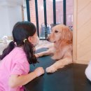 멍 뭉 몽 | 대구 강아지 볼 수 있는 애견카페 '멍뭉몽'