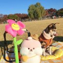 댕댕주방 이미지