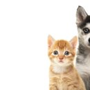 (단기)반려동물미용사(자격증) 이미지