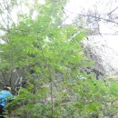 화산마을회관 Daum카페
