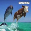더마일스톤 이미지