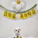 유레카유치원 | [공지] 안성애견유치원 내돈내산 후기