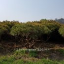 반송 Daum카페