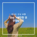 미나애견농장 | 경기도 안성 여행 아이와 가볼만한 곳 안성팜랜드 다양한 놀거리 및 유채꽃 명소 추천 (+ 할인, 주차 정보)