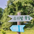 가평 양떼목장 이미지