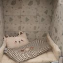 부산애견호텔 강아지유치원 맘바이 사하구점 이미지