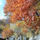 청학동(도인촌) Daum카페