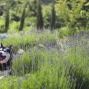 별마로 농장 이미지