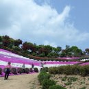 동산잔디 이미지