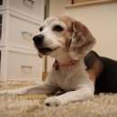 나비야 cat 이미지