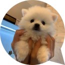 구암리 용화삼거리 가로수 | 성수 유기견분양 한번 방문해보세요