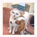 아이조아 요양보호소 서울점 | 구리고양이파양 고양이 스트레스를 먼저 봤어요