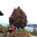 남해편백자연휴양림(남해) 이미지