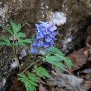 축령산 야생화 탐사(4월13일) - 우천 취소 이미지