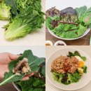 수경 농장 | 수경재배 쌈야채 라움팜 모듬 쌈채소 솔직후기